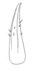 Ceuthophilus (Ceuthophilus) utahensis Thomas, 1876: Fig. 272. subdistal cephalic spur of caudal tibia. (Otu).