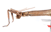 CollectionObject 1562344; d87f2d45-234a-4fbc-acf9-4ad71db781c4: copyright ZMUH, Hamburg. female: head & thorax, lateral view (holotype). (CollectionObject).