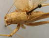 CollectionObject 1535034; b7182fef-3c1a-4af3-9407-f0a342186a30: female pronotum dorsal (syntype). (CollectionObject).