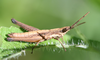 Odontomelus brachypterus (Gerstaecker, 1869): male (Kidia, 1430 m, Mt. Kilimanjaro, Tanzania). (Otu).