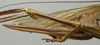 CollectionObject 1535917; 79e04f77-f881-4dab-b6d2-3e0663f30d90: female ovipositor (allotype). (CollectionObject).