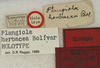 CollectionObject 1535184; e535f063-f051-4db8-8c7c-18303590c3ba: labels (syntype). (CollectionObject).