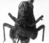 female, frontal view (type). Depicts CollectionObject 1531123; 0cd5891b-3b33-4e7e-8be7-d99de6be7d3c, a CollectionObject.
