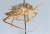 CollectionObject 2765490; 57d30d2f-8d38-4e5c-bfc8-8908990a2b2a, CNCI 311955: Ceuthophilus (Ceuthophilus) williamsoni. Lateral view. (CollectionObject).