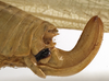 CollectionObject 1529812; 79356435-7401-44ff-9b97-fd157f4ca187: female ovipositor (holotype). (CollectionObject).