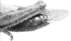 CollectionObject 1523804; 07ec4d97-3f23-4d71-a40f-2abd85f70699: female abdomen end, lateral view (holotype). (CollectionObject).