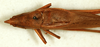 CollectionObject 1531551; 95309bbb-37af-4256-b8e7-c6e58bd295fa: male, dorsal view. (CollectionObject).