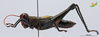 CollectionObject 2243564; 400565b4-3de2-4220-95b8-7bc8647846e2, Unioeste Cascavel K-0596: Male, lateral view. (CollectionObject).