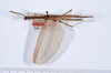 CollectionObject 1559088; ca7a40b1-8fa6-4a1b-8014-6f7d864d69e2: copyright ANSP. male, dorsal view (holotype). (CollectionObject).