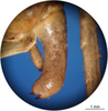 CollectionObject 1538276; d470b7a3-3766-4475-bd27-8b8a1454163e: male cercus (holotype). (CollectionObject).