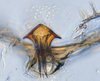 Aedeagus, ventral view: !! display not done !! on N. Gen. PH1 n. sp. 1: Paraboloponina Ishihara, 1953: (Observation).;Aedeagus, ventral view: !! display not done !! on Paraboloponina N. Gen. PH1: Paraboloponina Ishihara, 1953: (Observation).