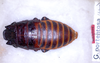 CollectionObject 1552861; 1b462160-4a67-4ab2-af3e-80e278fbe54e: Photo by Kai Schuette. Copyright ZMHB. Holotype (adult male) in ZMHB. (CollectionObject).