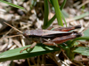 Dichroplus democraticus (Blanchard, 1851): Argentina, Rio Negro, Bariloche. male. (Otu).