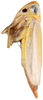 Habitus, lateral view: Habitus, lateral view (female). (Observation).