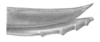 Ceuthophilus (Ceuthophilus) utahensis Thomas, 1876: Fig. 99 (uniformis phase Jemez Springs, NM). ovipositor. (Otu).