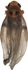 Habitus, dorsal view on Anufrievia bauhinicola Dworakowska & Viraktamath, 1978: Habitus. (Observation).