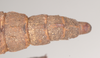 CollectionObject 1562234; NHMUK(SF IMPORT DUPLICATE) 845220, c69be5ad-c184-4b0c-8933-549e74c399c6: copyright Natural History Museum, London. female: end of abdomen, dorsal view (holotype). (CollectionObject).