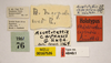 CollectionObject 1477320; 10133c66-3f83-4933-b6ca-e3ecd92f423b, MZLU167526, Type no. 4846:2: male, labels (allotype). (CollectionObject).
