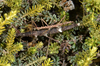Micrarchus hystriculeus (Westwood, 1859): copyright Paul D. Brock. mating pair, Wellington, Otari-Wilton's Bush, 17 February 2015. (Otu).