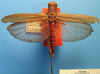 CollectionObject 1538331; 77841592-5735-4939-9a26-b832bbf64bab: female, dorsal view (holotype). (CollectionObject).