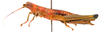 CollectionObject 2703976; CNMS 3686, CNMS 3686, f7030a48-5af7-4e1c-b4c1-500d14041c9b: lateral view. female (paratype). (CollectionObject).