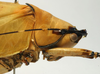 CollectionObject 1516958; 52140f45-459d-4465-9738-aabf3888f5c7: female pronotum, lateral view (holotype of Pseudophyllus pomposus). (CollectionObject).