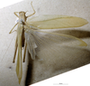 CollectionObject 1534688; MZPW 3226079, 5f2f635e-b274-4967-b70f-b9fd8cf640b9: male, dorsal view. (CollectionObject).