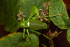 CollectionObject 1496579; 4c33f364-4034-4235-bbaf-377154e787d0, CH0653: male, dorsal view. (CollectionObject).