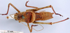 CollectionObject 1530805; bbb50f45-8b97-4734-99cd-e72a6f7279b0: male, dorsal view (paratype of Ephippiger vicheti). (CollectionObject).