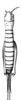 Apterogryllus brunnerianus Saussure, 1877: Pl.14,Fig.21(1). female, dorsal view. (Otu).