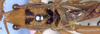 CollectionObject 1504052; e2f90f4c-46f5-4e4c-995c-fdb794412d02: male, dorsal view (holotype). (CollectionObject).