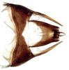 Pygofer, dorsal view: Selenocephalus planus, pygofer, dorsally (INHS). (Observation).