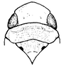 Head: !! display not done !! on Neocoelidia tumidifrons Gillette & Baker, 1895: Head, pronotum and mesonotum, dorsal view. (Observation).