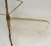 CollectionObject 1557161; NMW 961, 08db8440-c65e-4722-b682-fa7baa0d132b: copyright NMW, Vienna. male, wings (holotype). (CollectionObject).