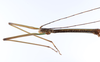 CollectionObject 1557628; 92111e04-b433-4eac-86a8-d1390c92f845: copyright ZMUH, Hamburg. male: head & thorax, lateral view (paralectotype). (CollectionObject).;CollectionObject 1557629; 7ac444f1-f503-4526-87e8-7f2a95f9261b: copyright ZMUH, Hamburg. male: head & thorax, lateral view (paralectotype). (CollectionObject).