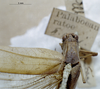 CollectionObject 1503383; MBBJ 3226102, 960b7e94-d0ab-442a-b040-af6c765770b4: female head and pronotum (syntype). (CollectionObject).