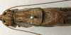 CollectionObject 1536001; 0b02ec51-0a52-4db5-a02d-31074121452f: male pronotum, dorsal view (paratype). (CollectionObject).