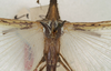 CollectionObject 1557035; NMW 980, c7130ecd-8b5a-44ea-950f-8968d75bec08: copyright NMW, Vienna. male: fore wings, dorsal view (holotype). (CollectionObject).