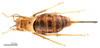 CollectionObject 1578328; a8edc683-f37b-407d-908a-f65e7ce8b7d0: female, dorsal view (allotype of Deracanthina mistshenkoi Bazyluk, 1972). (CollectionObject).