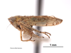 Habitus, lateral view: !! display not done !! on Mesamia pagana Van Duzee, 1925: (Observation).