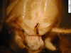 CollectionObject 1530647; 740057ca-cd1f-4ef7-9ebc-205f097a4d93, DORSA SSgryafrHTM: male, abdominal apex (holotype). (CollectionObject).