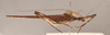 CollectionObject 1562144; ae693930-b631-4500-b1c0-e462940c3224: copyright NHRS, Stockholm. female, lateral view (holotype). (CollectionObject).