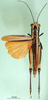 CollectionObject 1576220; e5b30786-4ed1-457f-8570-90234519c9f1: female, dorsal view (allotype). (CollectionObject).