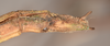 CollectionObject 1559689; b2a489ad-543e-4d64-94cb-86236d2114e3: copyright OUMNH. female: end of abdomen, lateral view of synonym Necroscia marmessus (paralectotype). (CollectionObject).