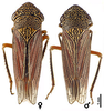 Habitus, dorsal view on Cuerna angusta Nielson, 1965: Mexico, Mexico, Rd.15D 16.5km W Atlacomulco, INHS. (Observation).