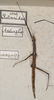 CollectionObject 1556989; 6f332655-c928-4699-b505-6cc10e1f1bb1: copyright St. Petersburg. female (syntype). (CollectionObject).
