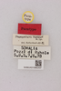 CollectionObject 2066579; NHMUK015982437, a09d97a7-2f15-4b4f-90ef-8b2a39f167a5: labels (paratype). (CollectionObject).