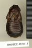 Ancaudellia marshallae Roth, 1977: Copyright Natural History Museum, London. Holotype (adult male) in BM(NH). Dorsal view. (Otu).