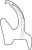 Aedeagus, lateral view on Erythridula abolla (McAtee, 1920): Aedeagus of E. abolla iconica McAtee, lateral view. (Observation).