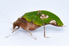 CollectionObject 1593123; 16a10428-5006-4257-9bcd-6119f1226240: male habitus in vivo. (CollectionObject).
